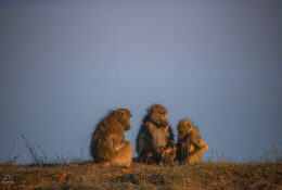 Botswana (20/52)